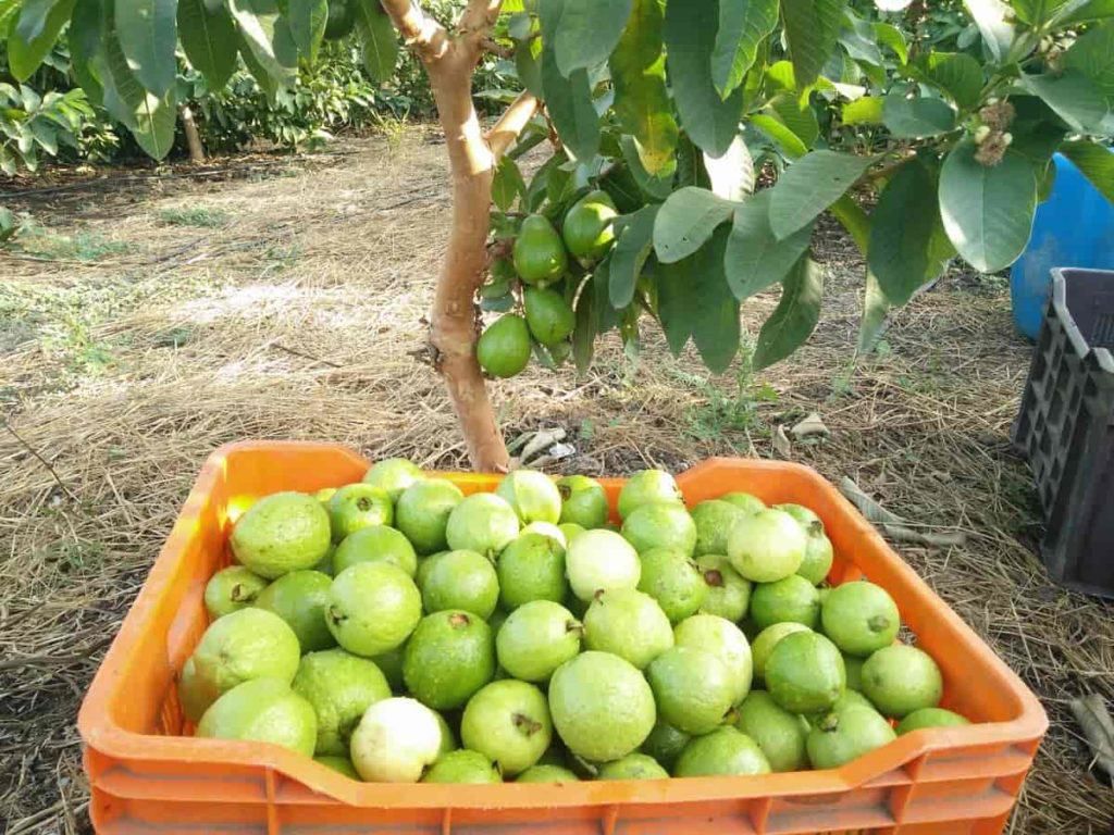 Green Initiative